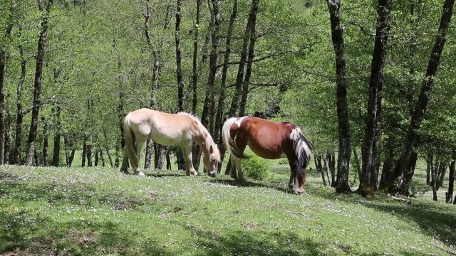 Freed horses; Cavalli selvaggi nel Parco Nazionale del Cilento e Vallo di Diano