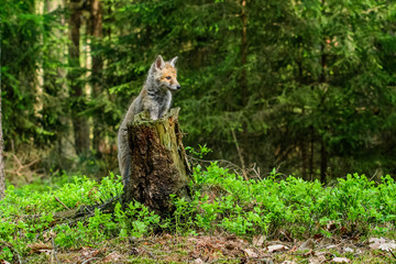 Fox playing in the woods (Vulpes vulpes) 