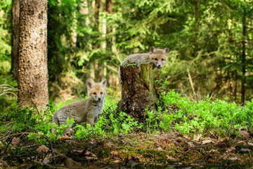 Fox playing in the woods (Vulpes vulpes) 