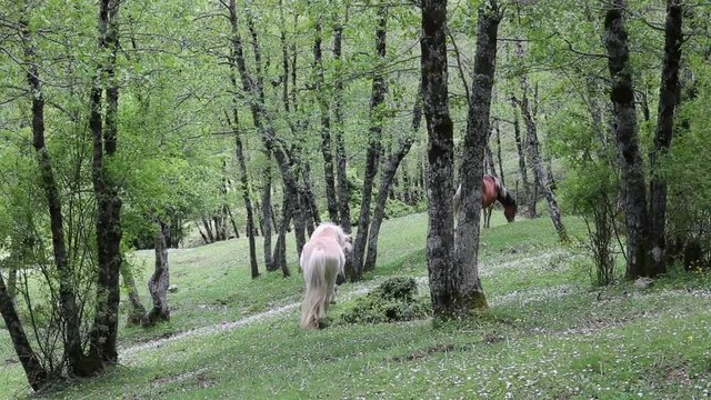Freed horses; Cavalli selvaggi nel Parco Nazionale del Cilento e Vallo di Diano