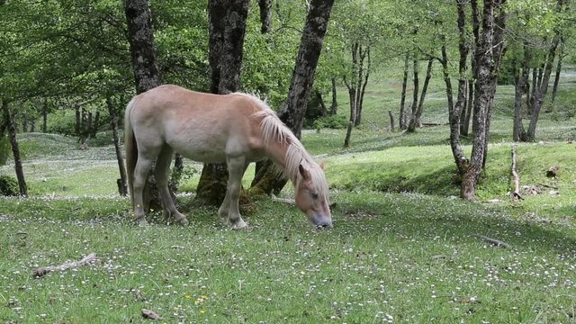Freed horses; Cavalli selvaggi nel Parco Nazionale del Cilento e Vallo di Diano