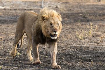 African black maned lion