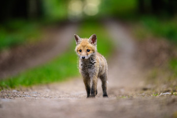 Naklejka na ściany i meble Fox playing in the woods (Vulpes vulpes) 