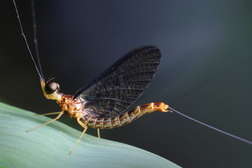 Mayfly in Thailand and Southeast Asia. 