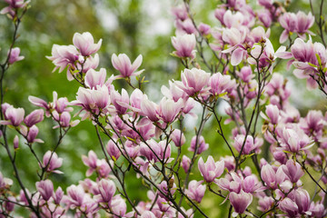 branch with magnolia blossom, flowers on tree in spring nature