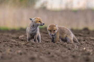 Fox playing in the woods (Vulpes vulpes) 