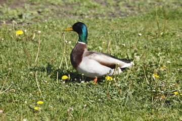 Enten17m002.JPG