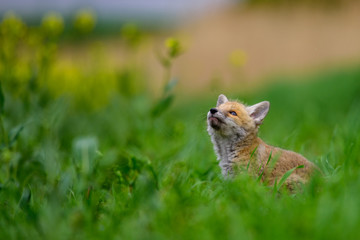 Fox playing in the woods (Vulpes vulpes) 