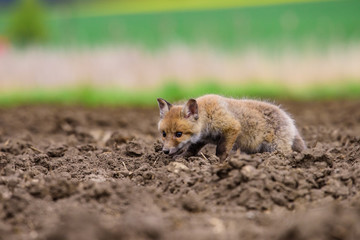 Fox playing in the woods (Vulpes vulpes) 