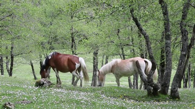 Freed horses; Cavalli selvaggi nel Parco Nazionale del Cilento e Vallo di Diano