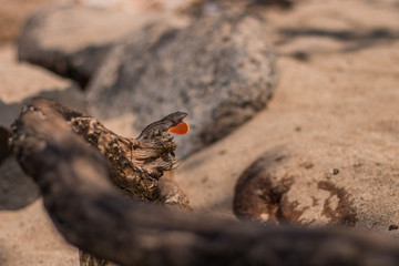 Echse am Strand - Gecko at the Beach