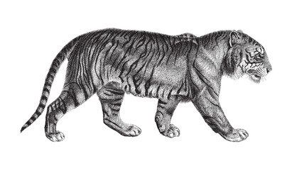 Tiger (Panthera tigris) / vintage illustration © Hein Nouwens