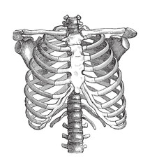 Human skeleton - thorax / vintage illustration - 158604582