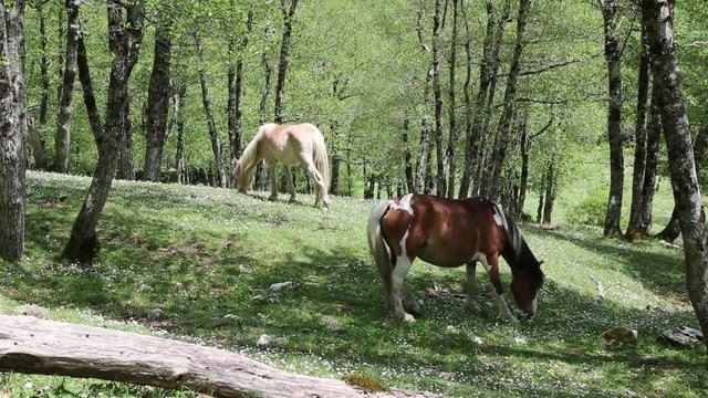Freed horses; Cavalli selvaggi nel Parco Nazionale del Cilento e Vallo di Diano