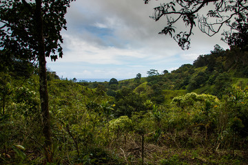Road to Hana Jungle 2