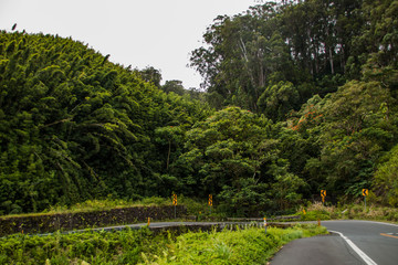 Road to Hana Jungle