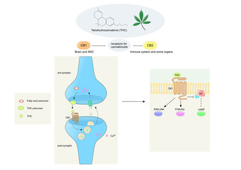 cannabinoids and main mechanism of action (linked to cb1 receptors)