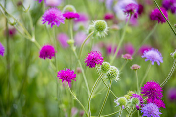 Flore champêtre et jachère fleurie