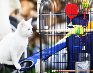 Cat about bird in cage