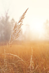 Fototapeta premium Idylic and calm landscape view