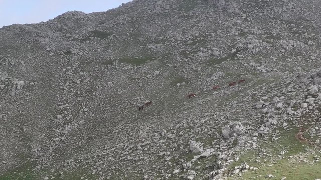 Mandria di cavalli sulla montagna