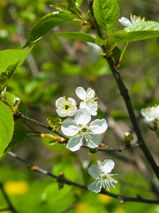 Blossom of cherry tree with bokeh background close-up, selective focus, shallow DOF