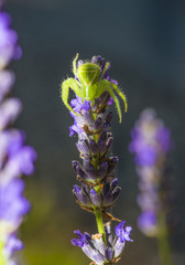 araignée/araignée verte sur lavande