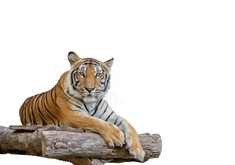 Fotobehang Tijger tijger geïsoleerd op een witte achtergrond.