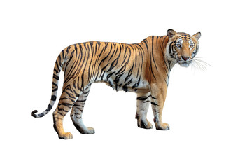 Tiger isoliert auf weißem Hintergrund.
