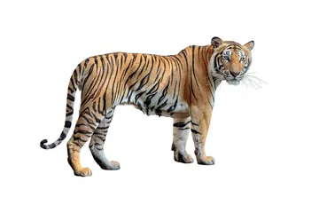 Lichtdoorlatende rolgordijnen zonder boren Tijger tijger geïsoleerd op een witte achtergrond.