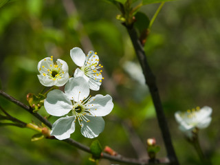 Blossom of cherry tree with bokeh background close-up, selective focus, shallow DOF