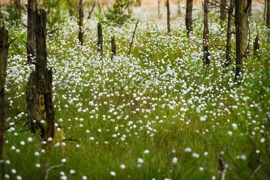 Baumst&uuml;mpfe abgestorbener Kiefern und bl&uuml;hendes Wollgras  im Naturschutzgebiet Pietzmoor bei Schneverdingen, Niedersachsen, Deutschland, Europa 