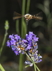 abeille,abeille volant au dessus de la lavande