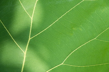 Green leaf with veins.