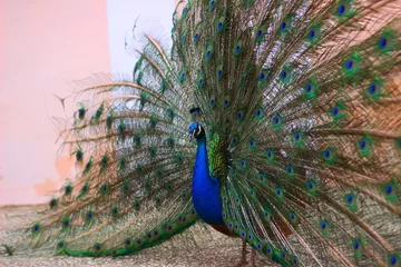 Fotobehang Peacock with open wings in profile. © alen_a77