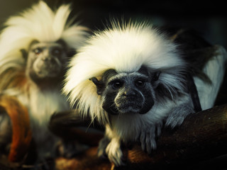 Oedipus Tamarin. Portrait of an unusual monkey