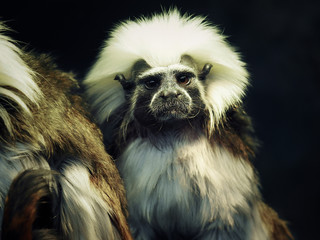 Oedipus Tamarin. Portrait of an unusual monkey