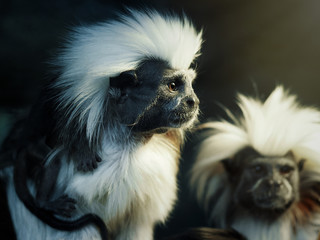 Oedipus Tamarin. Portrait of an unusual monkey
