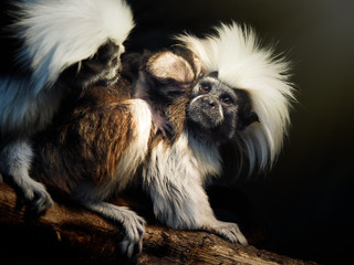Oedipus Tamarin. Portrait of an unusual monkey