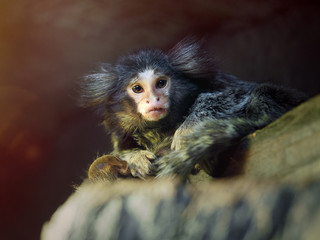 Oedipus Tamarin. Portrait of an unusual monkey