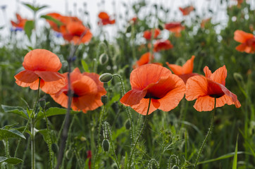 Red poppies in the sun