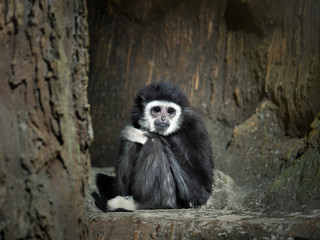 Sad monkey sitting in a stone cave