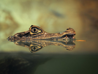Fototapeta premium Crocodile face and the reflection in the water