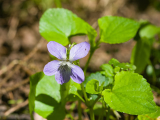 Heath dog-violet, Viola canina, flower with defocused background, macro, selective focus, shallow...