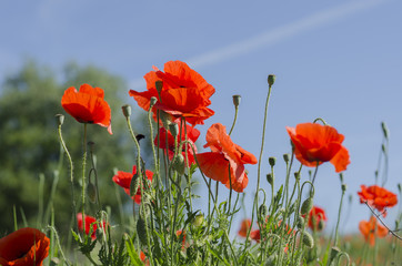 Red poppies in the sun