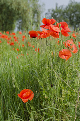 Red poppies in the sun