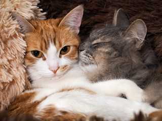Cute cat under the warm fur blanket