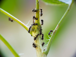 Aphid and ant