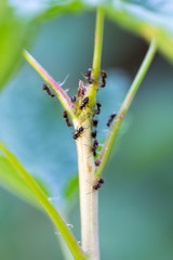 Aphid and ant