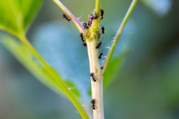 Aphid and ant